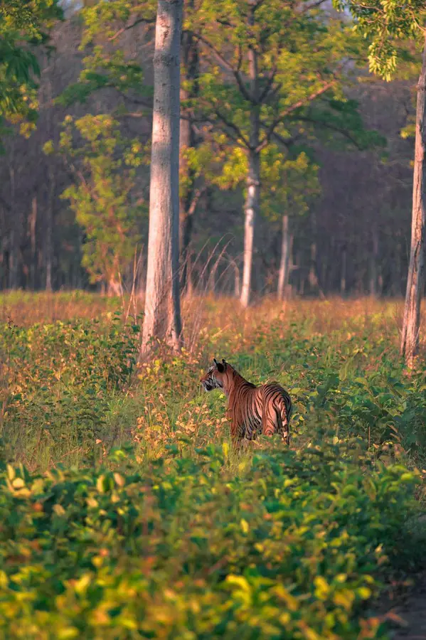 DTR Jungle Hideaways property near Kishanpur Zone Gate