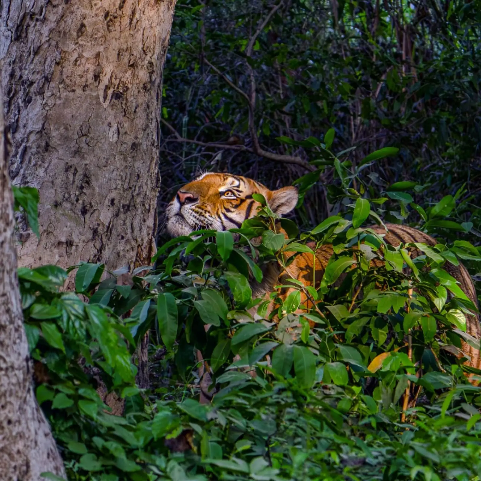 DTR Jungle Hideaways resort near Dudhwa Tiger Reserve