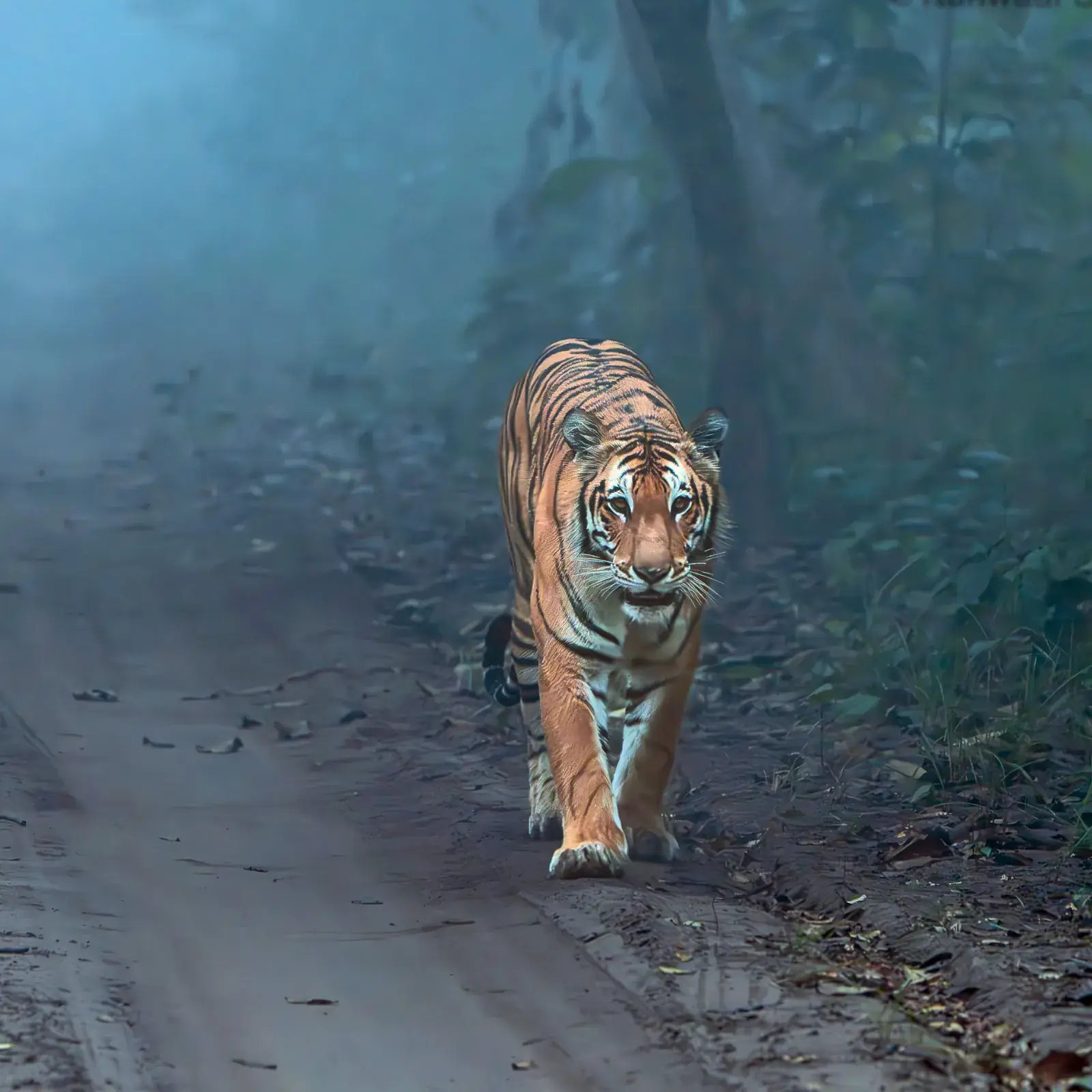 Tiger safari at Kishanpur Wildlife Sanctuary, Dudhwa