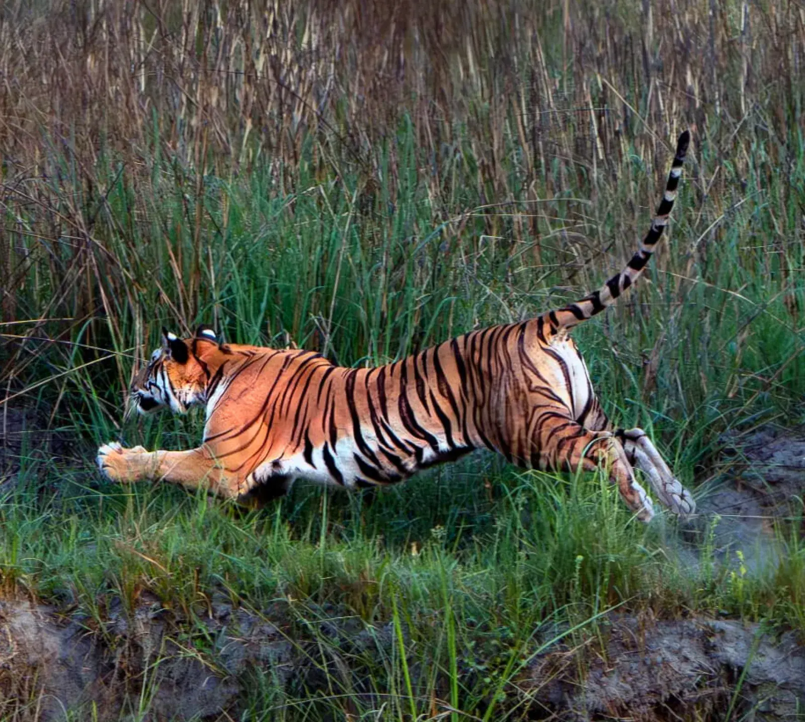 Wildlife sighting near Dudhwa National Park