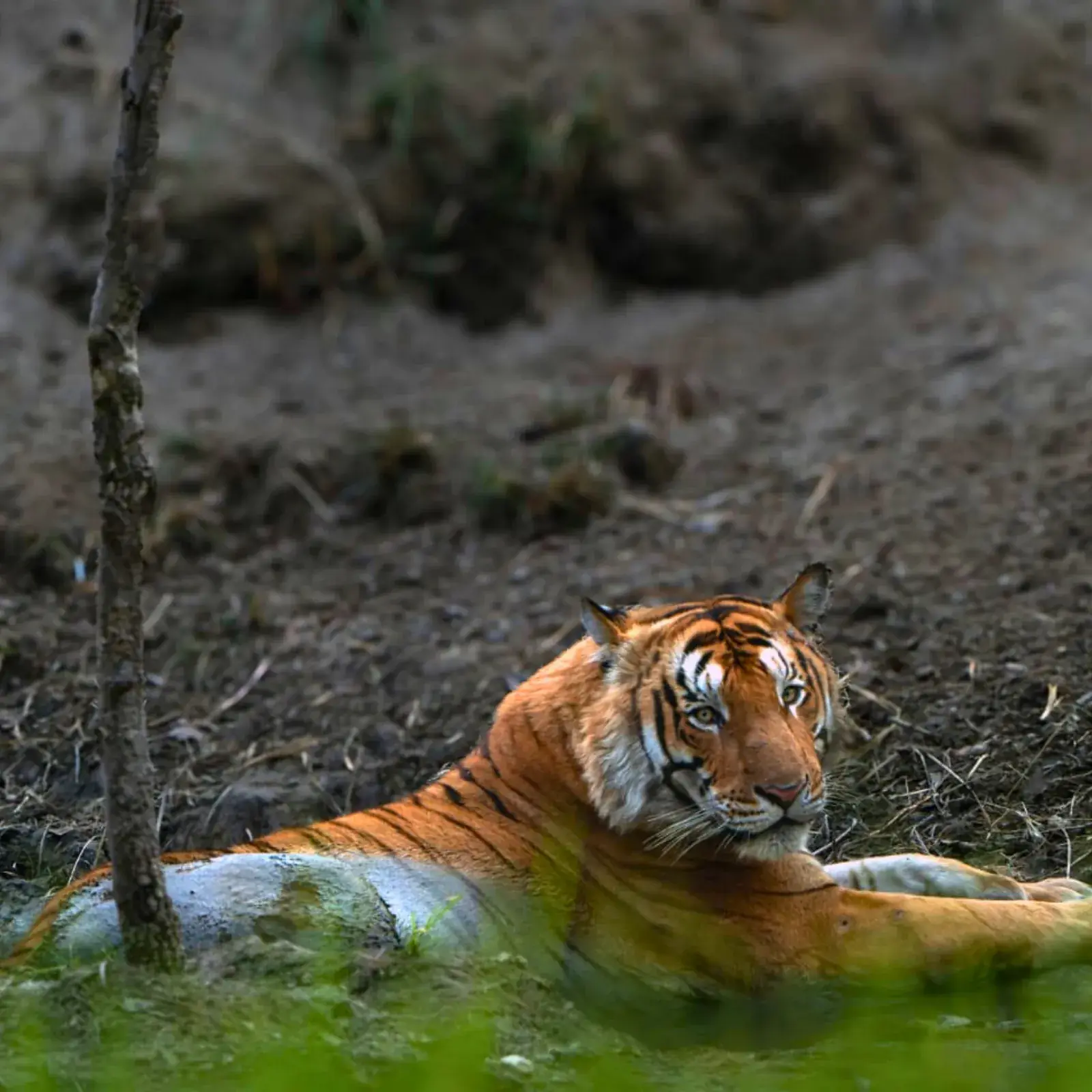 Dudhwa National Park wilderness view