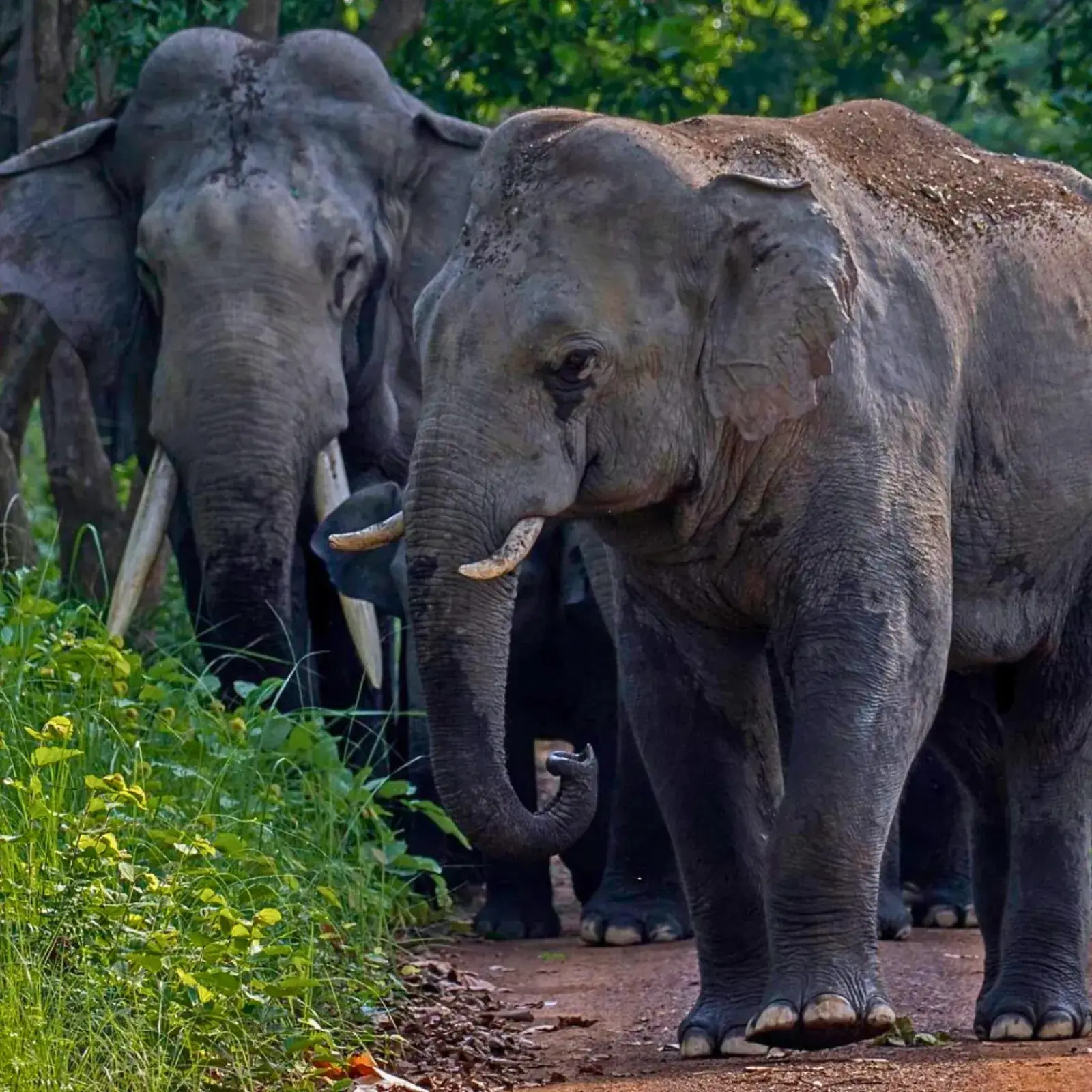 Wildlife of Kishanpur Zone, Dudhwa Tiger Reserve