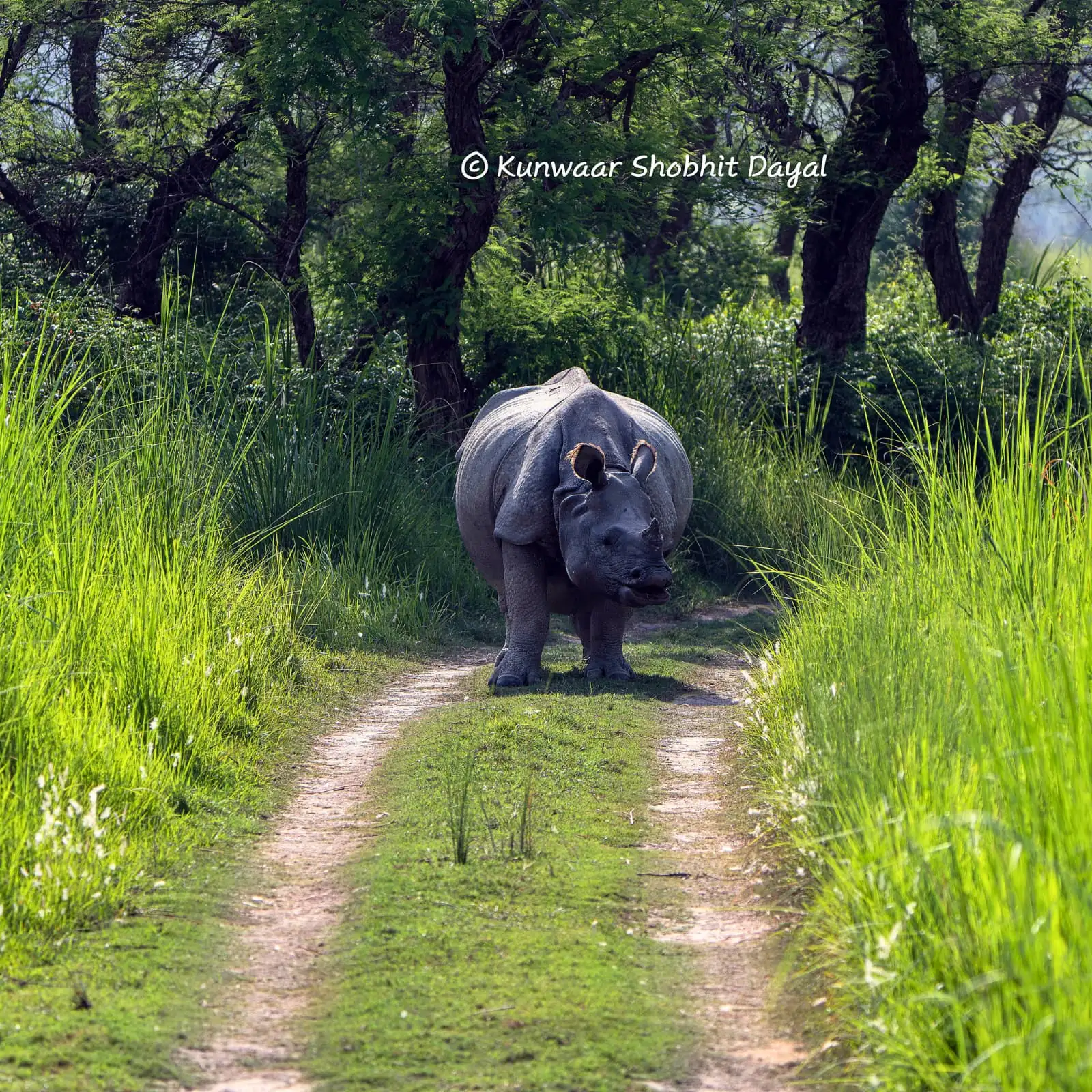 Rhino sighting near DTR Jungle Hideaways, Dudhwa